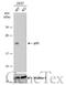 Prostaglandin E Synthase 3 antibody, GTX106550, GeneTex, Western Blot image 