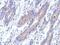 KAT8 Regulatory NSL Complex Subunit 2 antibody, PA5-31577, Invitrogen Antibodies, Immunohistochemistry frozen image 