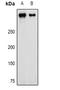 Chondroitin Sulfate Proteoglycan 4 antibody, LS-B15831, Lifespan Biosciences, Western Blot image 