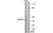 Sphingosine-1-Phosphate Receptor 2 antibody, MBS5300463, MyBioSource, Western Blot image 