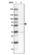 OMA1 Zinc Metallopeptidase antibody, NBP2-30971, Novus Biologicals, Western Blot image 