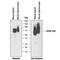 CD55 Molecule (Cromer Blood Group) antibody, AF5376, R&D Systems, Western Blot image 