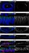 Gap Junction Protein Epsilon 1 antibody, NBP2-14051, Novus Biologicals, Immunohistochemistry frozen image 