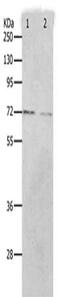 Protein Arginine Methyltransferase 5 antibody, CSB-PA107290, Cusabio, Western Blot image 