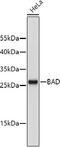 BCL2 Associated Agonist Of Cell Death antibody, 13-782, ProSci, Western Blot image 