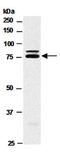 Ran-binding protein 9 antibody, orb66844, Biorbyt, Western Blot image 