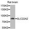 Solute Carrier Family 22 Member 2 antibody, A8453, ABclonal Technology, Western Blot image 