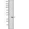 Olfactory Receptor Family 6 Subfamily C Member 75 antibody, abx147610, Abbexa, Western Blot image 