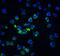 Apoptotic Chromatin Condensation Inducer 1 antibody, GTX27352, GeneTex, Immunofluorescence image 