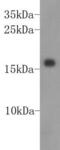 Inhibitor Of DNA Binding 2 antibody, NBP2-66898, Novus Biologicals, Western Blot image 