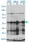 Polo Like Kinase 1 antibody, LS-C197924, Lifespan Biosciences, Western Blot image 