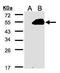 Ras Association Domain Family Member 9 antibody, PA5-28437, Invitrogen Antibodies, Western Blot image 