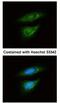 Lactate Dehydrogenase B antibody, NBP1-31945, Novus Biologicals, Immunofluorescence image 
