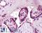 Synaptogyrin 3 antibody, LS-B5071, Lifespan Biosciences, Immunohistochemistry frozen image 