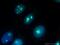 Nucleolar And Coiled-Body Phosphoprotein 1 antibody, 11815-1-AP, Proteintech Group, Immunofluorescence image 