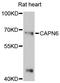 Calpain 6 antibody, LS-C748804, Lifespan Biosciences, Western Blot image 