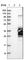 Metabolism Of Cobalamin Associated C antibody, HPA027394, Atlas Antibodies, Western Blot image 