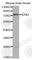 Synapsin I antibody, A5247, ABclonal Technology, Western Blot image 