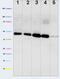 Pyruvate Dehydrogenase E1 Alpha 1 Subunit antibody, ab110330, Abcam, Western Blot image 