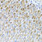 Metaxin 2 antibody, A09105, Boster Biological Technology, Immunohistochemistry paraffin image 