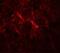 Signal-Induced Proliferation-Associated 1 antibody, GTX31846, GeneTex, Immunohistochemistry paraffin image 