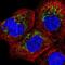 Coiled-Coil-Helix-Coiled-Coil-Helix Domain Containing 2 antibody, NBP2-57181, Novus Biologicals, Immunocytochemistry image 