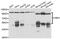 NEDD8-activating enzyme E1 catalytic subunit antibody, abx007000, Abbexa, Western Blot image 