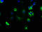 Notch 2 antibody, LS-C674120, Lifespan Biosciences, Immunofluorescence image 