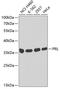 Prolactin antibody, A1618, ABclonal Technology, Western Blot image 