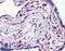 Lipase G, Endothelial Type antibody, LS-B167, Lifespan Biosciences, Immunohistochemistry paraffin image 