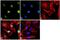 Kruppel Like Factor 4 antibody, PA1-095, Invitrogen Antibodies, Immunofluorescence image 