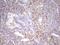 Mediator Complex Subunit 15 antibody, MA5-26927, Invitrogen Antibodies, Immunohistochemistry paraffin image 