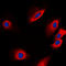 Protein Tyrosine Phosphatase Non-Receptor Type 1 antibody, LS-C358262, Lifespan Biosciences, Immunofluorescence image 