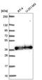 GAPDH antibody, HPA061280, Atlas Antibodies, Western Blot image 