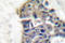 Synaptotagmin 1 antibody, LS-C176229, Lifespan Biosciences, Immunohistochemistry paraffin image 