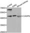 Caspase 9 antibody, abx002046, Abbexa, Western Blot image 