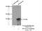 DnaJ Heat Shock Protein Family (Hsp40) Member C19 antibody, 12096-1-AP, Proteintech Group, Immunoprecipitation image 