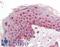 Stratifin antibody, LS-B6688, Lifespan Biosciences, Immunohistochemistry frozen image 