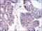 Kinesin Family Member 22 antibody, NBP2-37550, Novus Biologicals, Immunohistochemistry paraffin image 