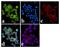 Janus Kinase 1 antibody, 44-422G, Invitrogen Antibodies, Immunofluorescence image 