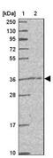 CAMLG antibody, NBP2-33661, Novus Biologicals, Western Blot image 