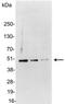 glu-glu antibody, 18836-01, QED Bioscience, Western Blot image 