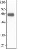 Triggering Receptor Expressed On Myeloid Cells 1 antibody, LS-C40839, Lifespan Biosciences, Western Blot image 