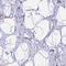 Growth arrest-specific protein 8 antibody, HPA041311, Atlas Antibodies, Immunohistochemistry frozen image 