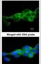 Inhibitor Of Nuclear Factor Kappa B Kinase Subunit Beta antibody, PA5-21683, Invitrogen Antibodies, Immunofluorescence image 