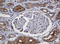 Crystallin Alpha A antibody, LS-C174339, Lifespan Biosciences, Immunohistochemistry frozen image 