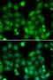 RAR Related Orphan Receptor A antibody, orb373510, Biorbyt, Immunofluorescence image 