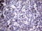 Peptidylprolyl Isomerase F antibody, LS-C794686, Lifespan Biosciences, Immunohistochemistry paraffin image 