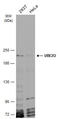 Ubiquitin Conjugating Enzyme E2 O antibody, GTX119315, GeneTex, Western Blot image 