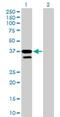 MFNG O-Fucosylpeptide 3-Beta-N-Acetylglucosaminyltransferase antibody, H00004242-B01P, Novus Biologicals, Western Blot image 